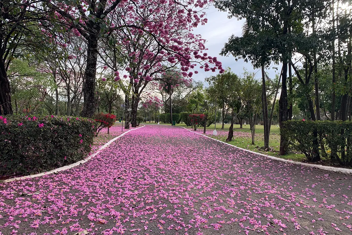 estrutura-parque-das-primaveras-3.webp